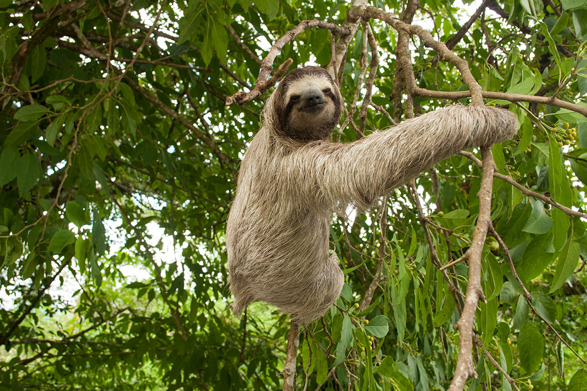 Brown-throated sloth (Bradypus variegatus)
