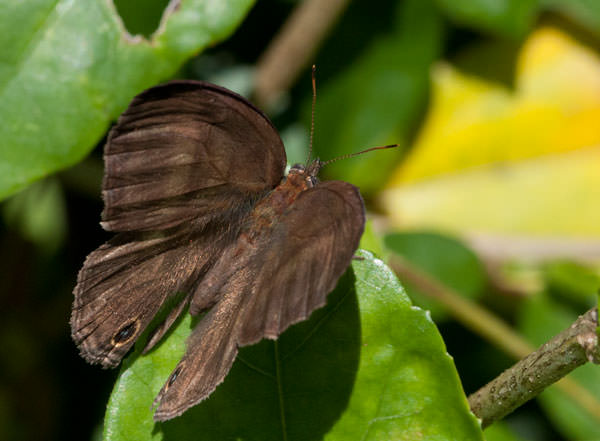 Unidentified Butterfly, Ecuadorian Andes