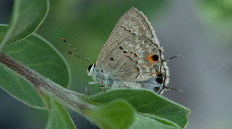 Eastern-tailed Blue (Cupido comyntas), Great Abaco Island, Bahamas