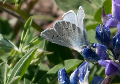 Silvery Blue (Glaucopsyche lygdamus), Mount Hood, Oregon