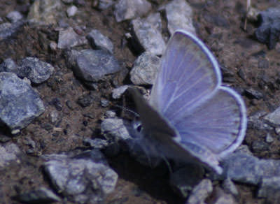 Blue Copper (Lycaena heteronea), California
