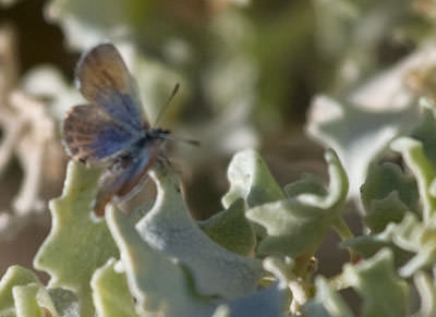 Western Pygmy Blue (Brephidium exilis), California