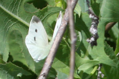 Cabbage White (Pieris rapae), Oregon