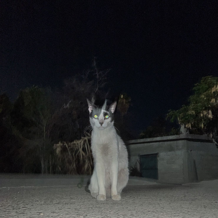 Alley Cat in San Jose del Cabo