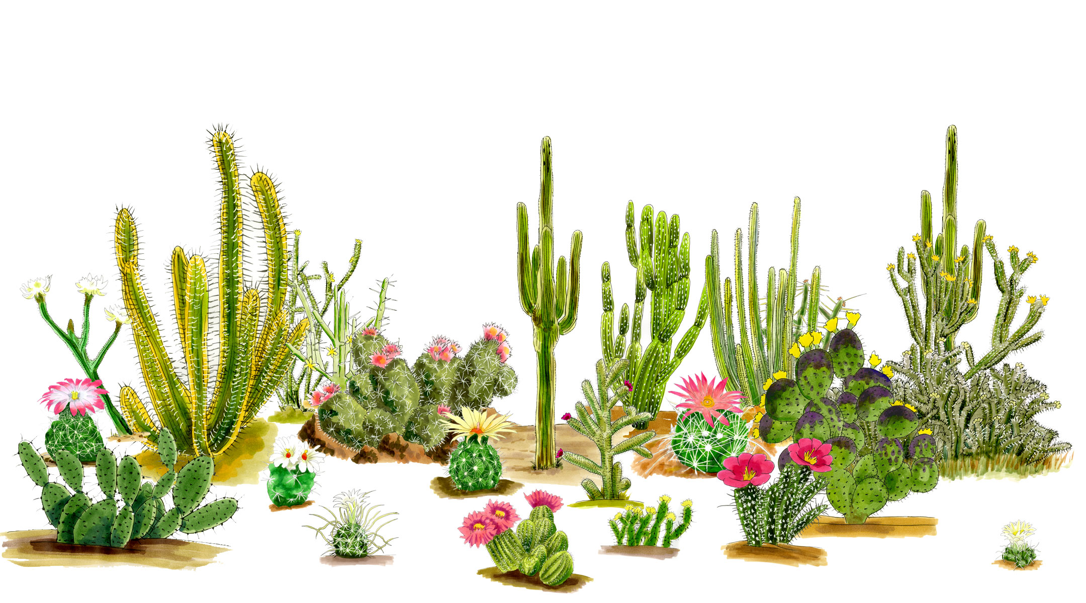 Cacti of the Desert Southwest