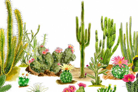 Cactus Species