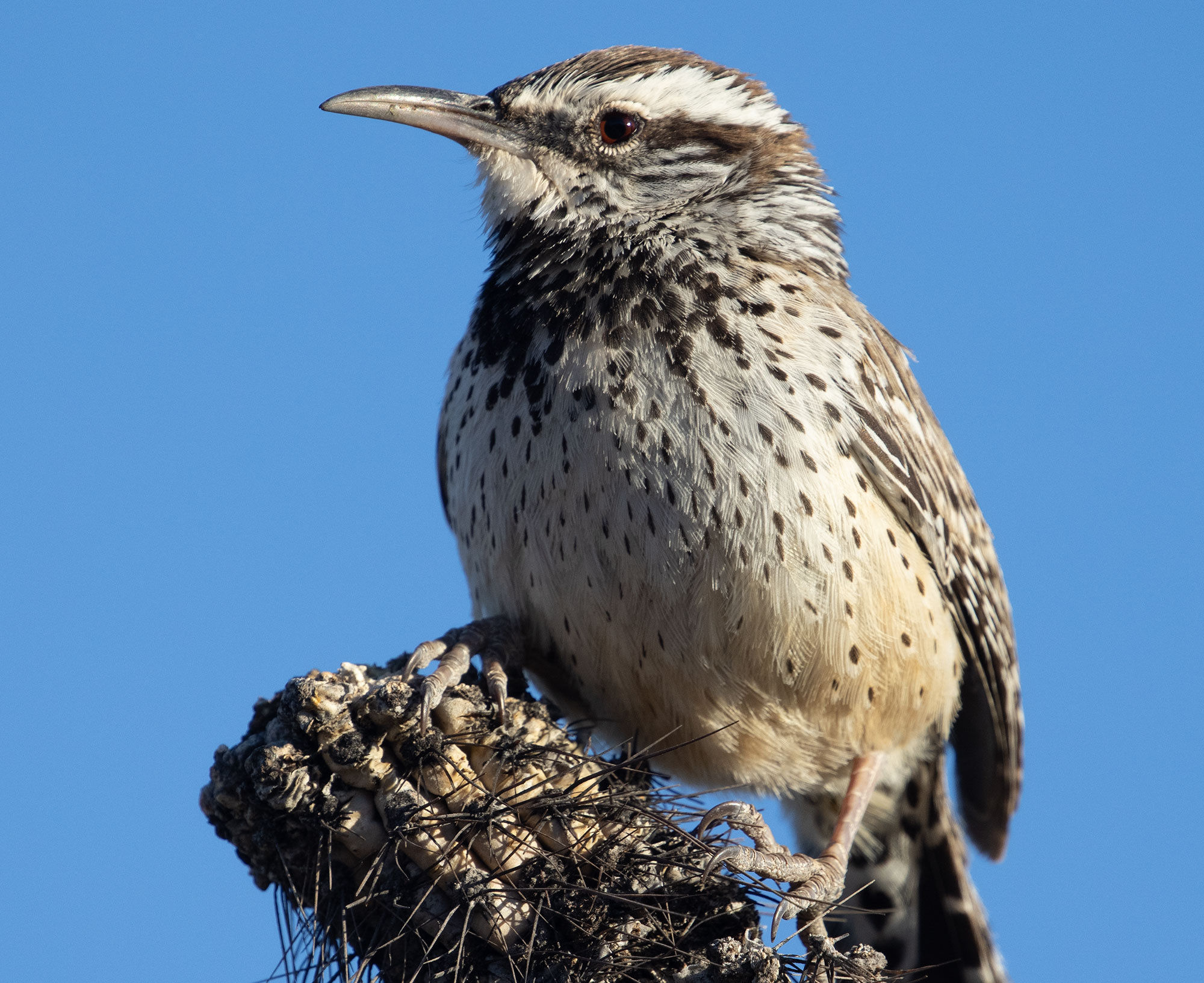 Cactus Wren, Organ Pipe Cactus National Monument