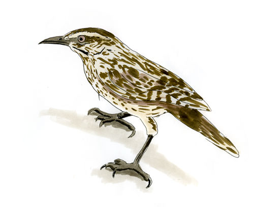 Watercolor and Copic marker sketch of a Cactus Wren (Campylorhynchus brunneicapillus), by Erik Gauger.