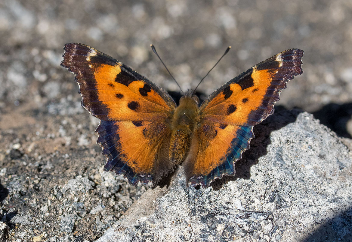 California Tortoiseshell (Nymphalis californica), Oregon