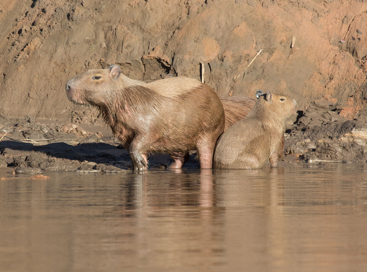 Capybaras (Hydrochoerus hydrochaeris) in the water