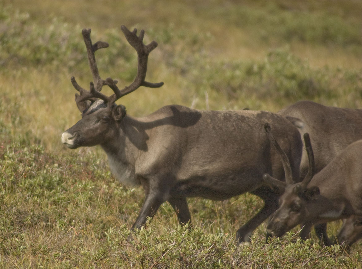 Caribou (Rangifer tarandus) near Nome, Alaska
