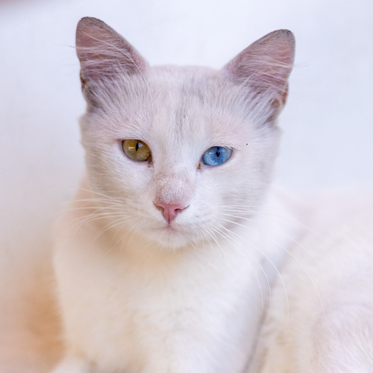 Scrappy street cat with torn ears and a weathered face walking directly toward the camera in a narrow whitewashed alley in Tunis, framed by cobblestone pavement and scattered bougainvillea petals.