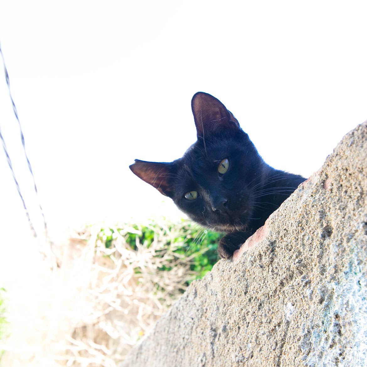 Cats of Cadaques