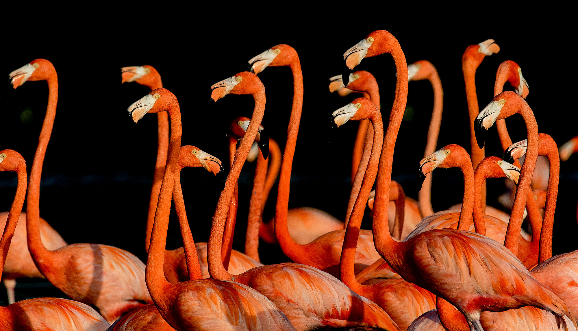American flamingos feeding in the Ria Celestun estuary