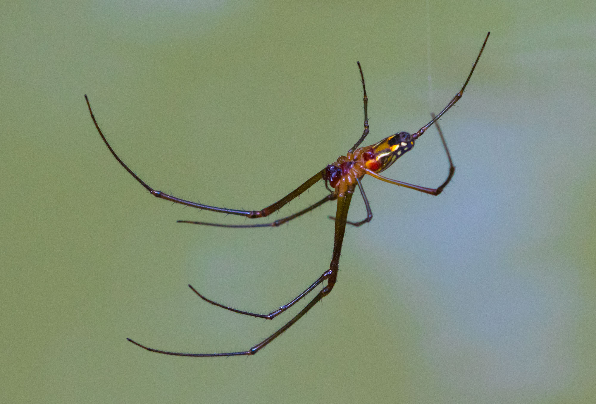 Spider in Celestun, Yucatan, Mexico