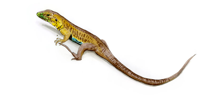 Copic and watercolor sketch of Central American Whiptail Lizard (Holcosus festivus)