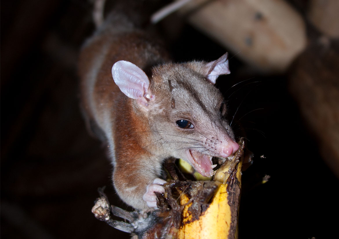 Central American Woolly Opossum (Caluromys derbianus), Isla Bastimentos, Panama