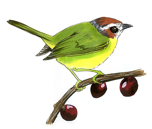 Watercolor and Copic marker sketch of a Chestnut-capped Warbler (Basileuterus delattrii), by Erik Gauger.