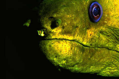 Chub Rock Wreck in the Abacos