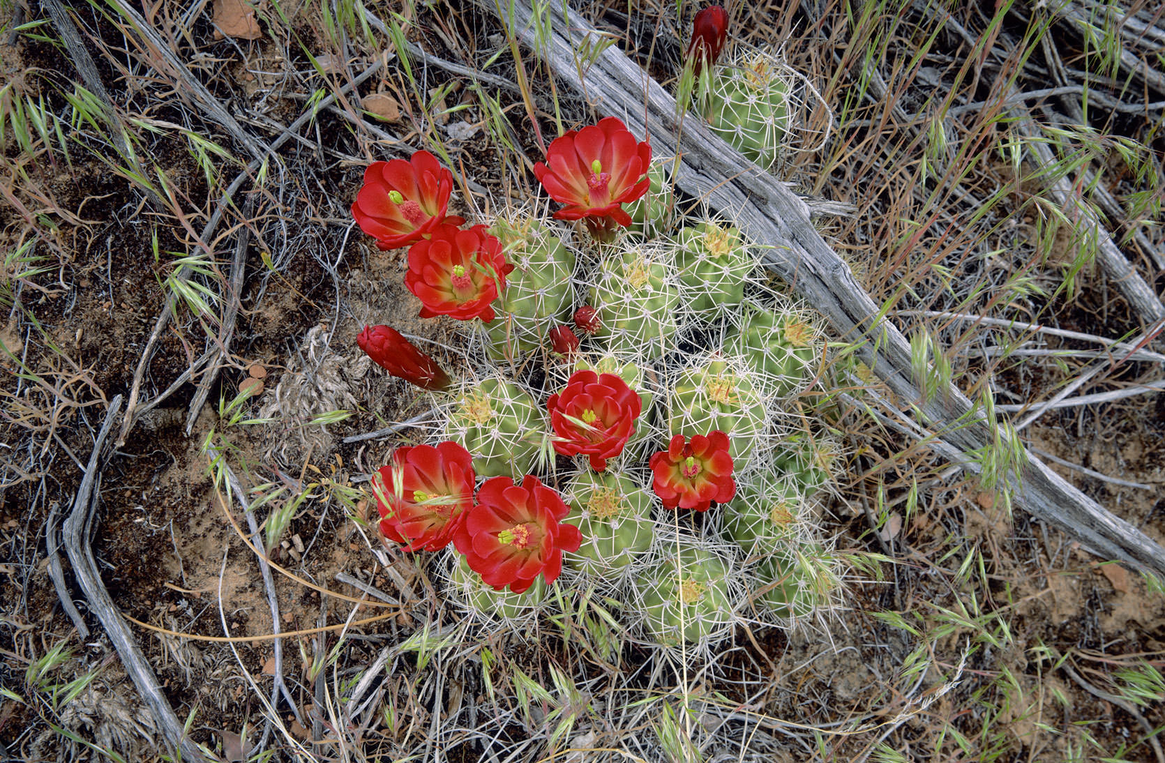 Claret Cup Cactus in bloom.