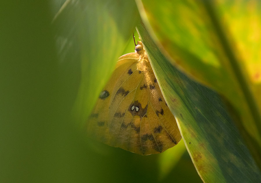 Cloudless Sulphur (Phoebis sennae), Pipeline Road, Panama
