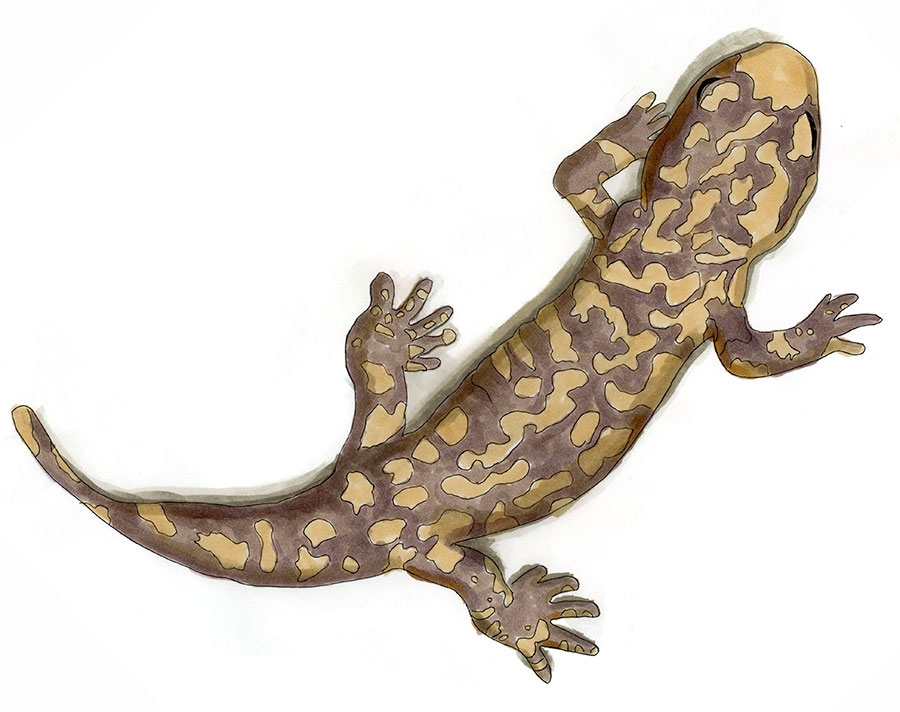 Coastal Giant Salamander (Dicamptodon tenebrosus) — Copic marker and watercolor sketch showing a robust, mottled brown Pacific giant salamander typical of cold forest streams in the Pacific Northwest.