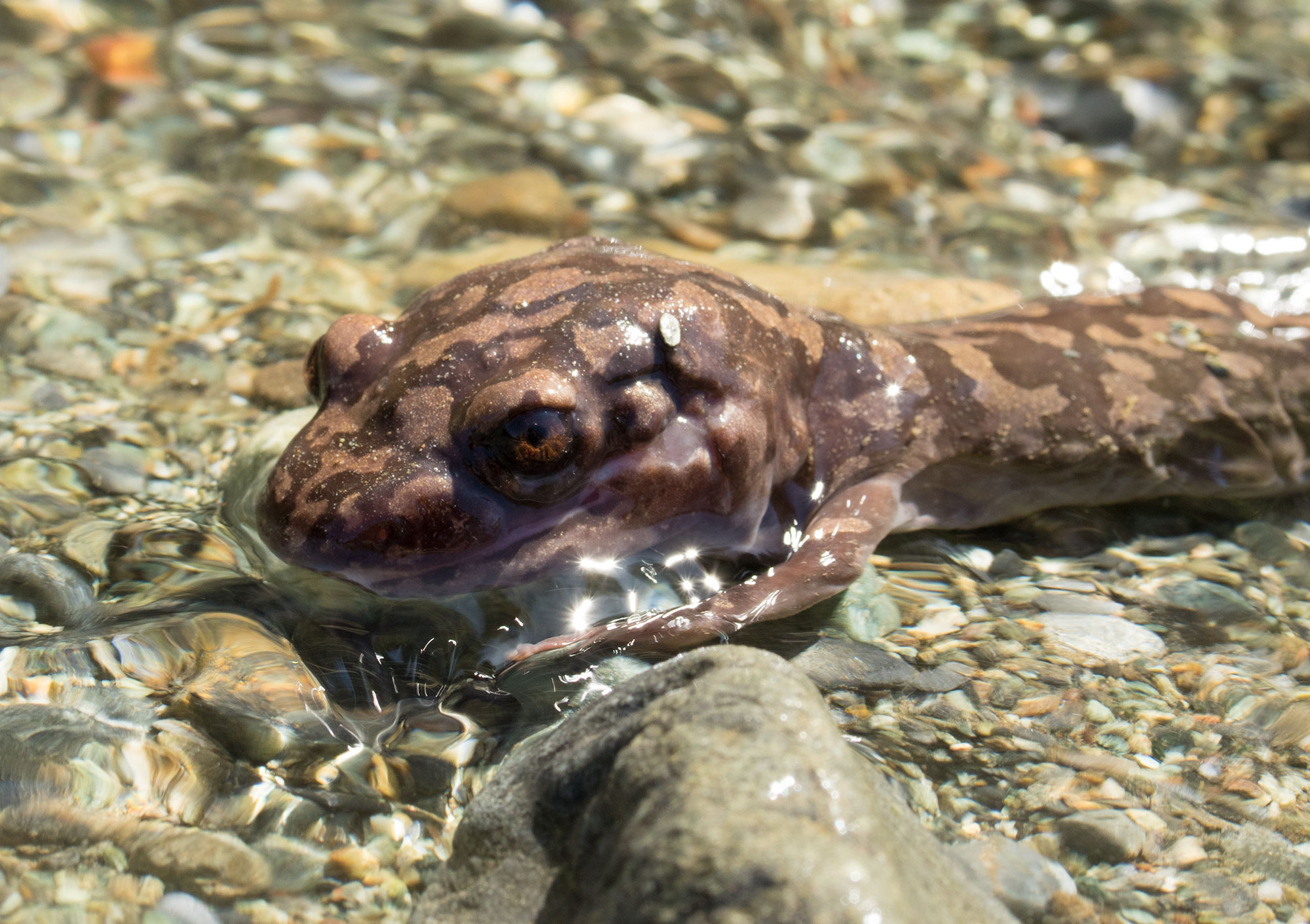 Jefferson Park via the Park Ridge Trail