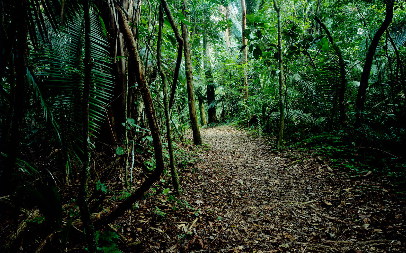 Cockscomb Jungle in Belize, filled with hundreds of tree species.