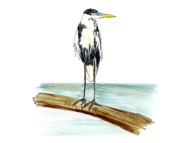 Watercolor and Copic marker sketch of a Cocoi Heron (Ardea cocoi), by Erik Gauger.