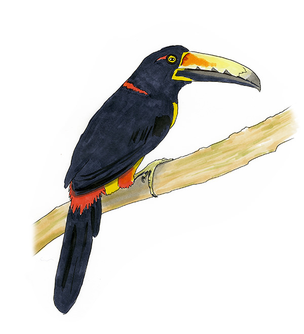 Watercolor and Copic marker sketch of a Collared Aracari (Pteroglossus torquatus), by Erik Gauger.