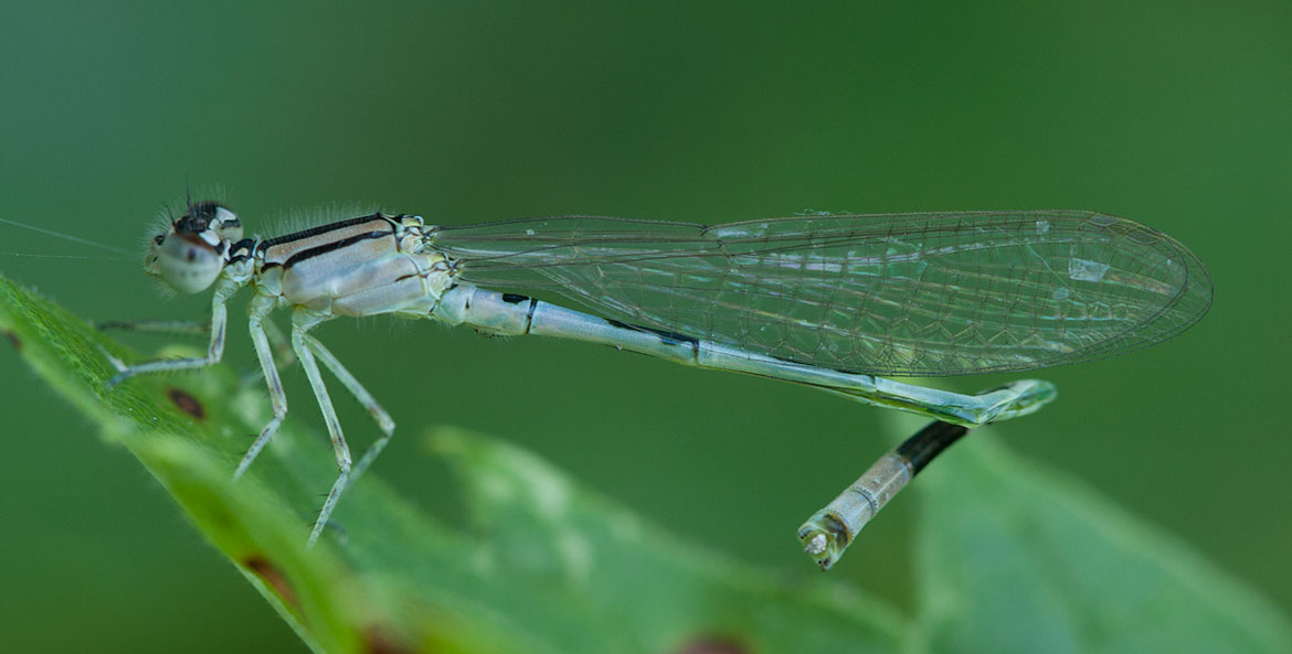 Common Blue Damselfly (Enallagma cyathigerum)—classic Eurasian bluet; close view of thoracic stripes