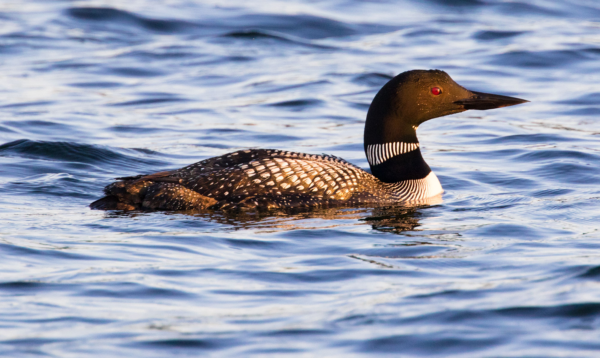 Common Loon on Lake Minnetonka