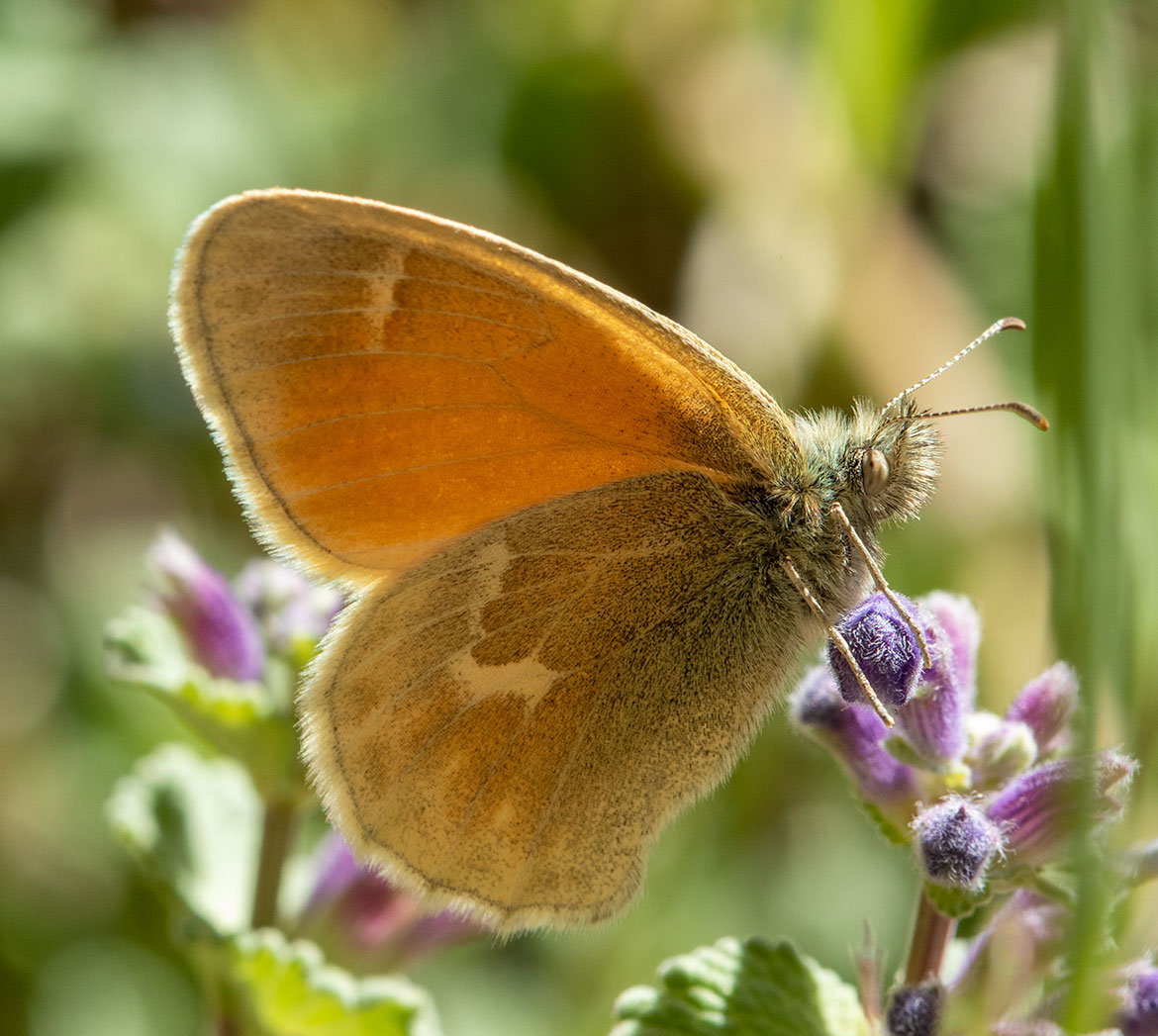 Common Ringlet (Coenonympha tullia), Summer Lake, Oregon