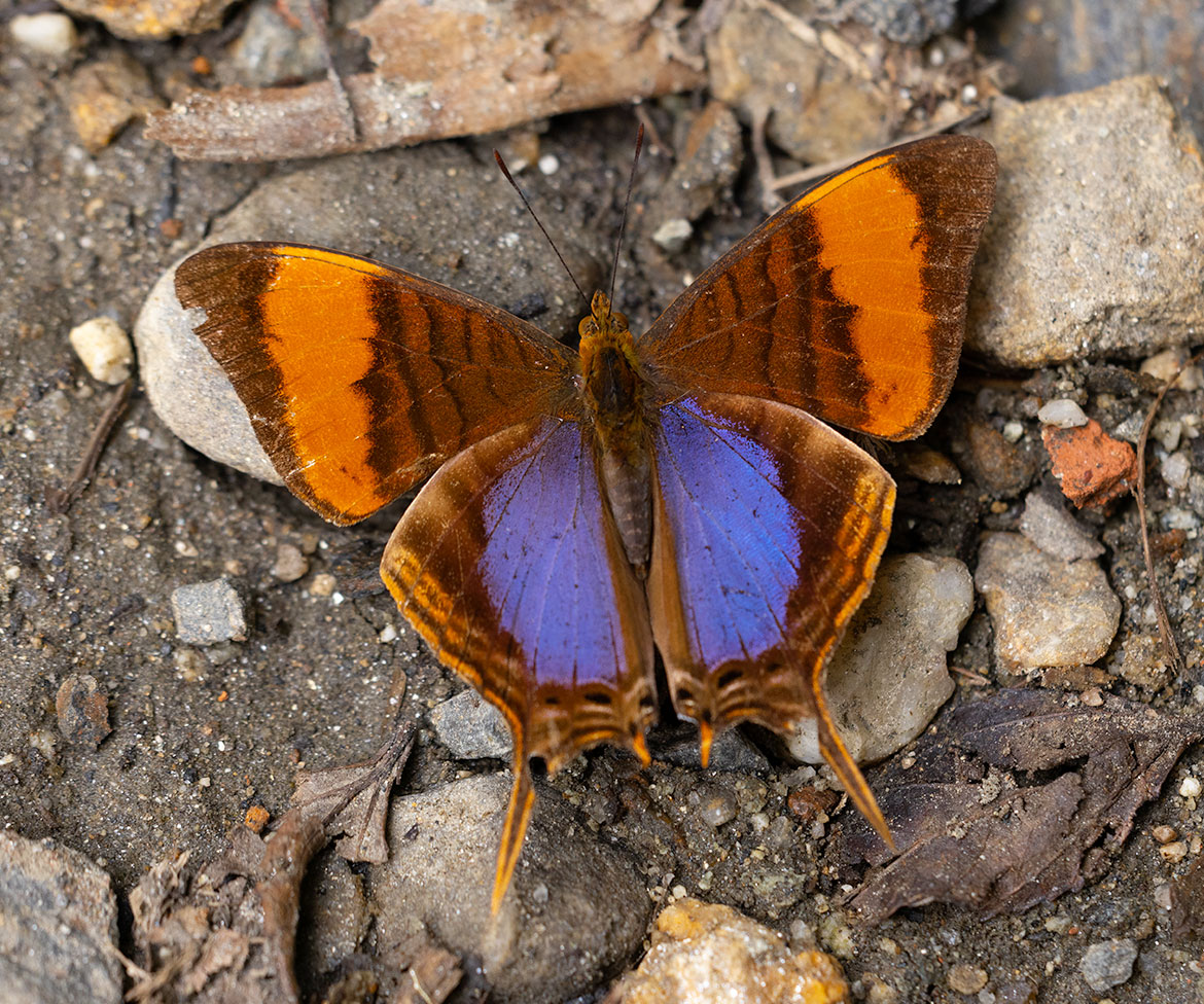 Corinna Daggerwing (Marpesia corinna), El Dorado Lodge, Santa Marta Mountains, Magdalena, Colombia
