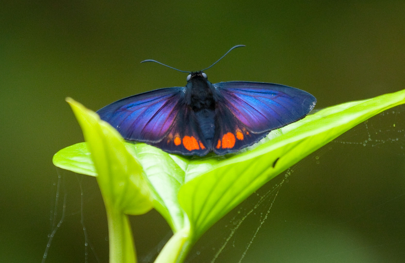 Creon Skipper Butterfly