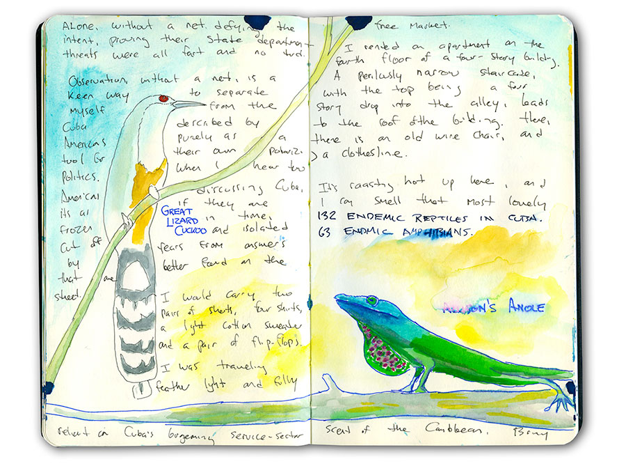 Birds and Lizards of Cuba Sketch