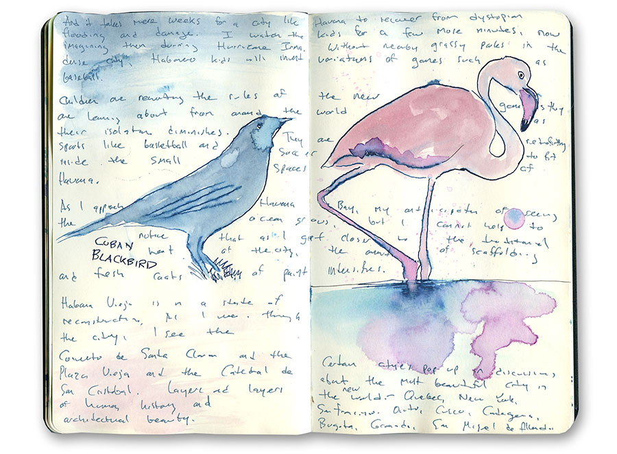 Flamingo in Cuba Sketch