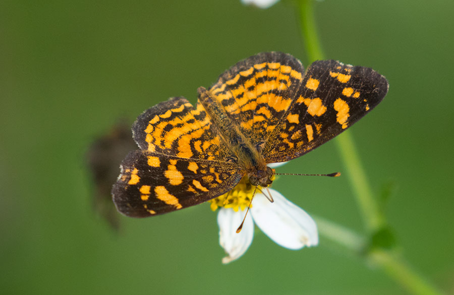 Cuban Crescent (Anthanassa frisia), near Havana, Cuba