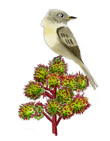 Watercolor and Copic marker sketch of a Cuban Pewee (Contopus caribaeus), by Erik Gauger.