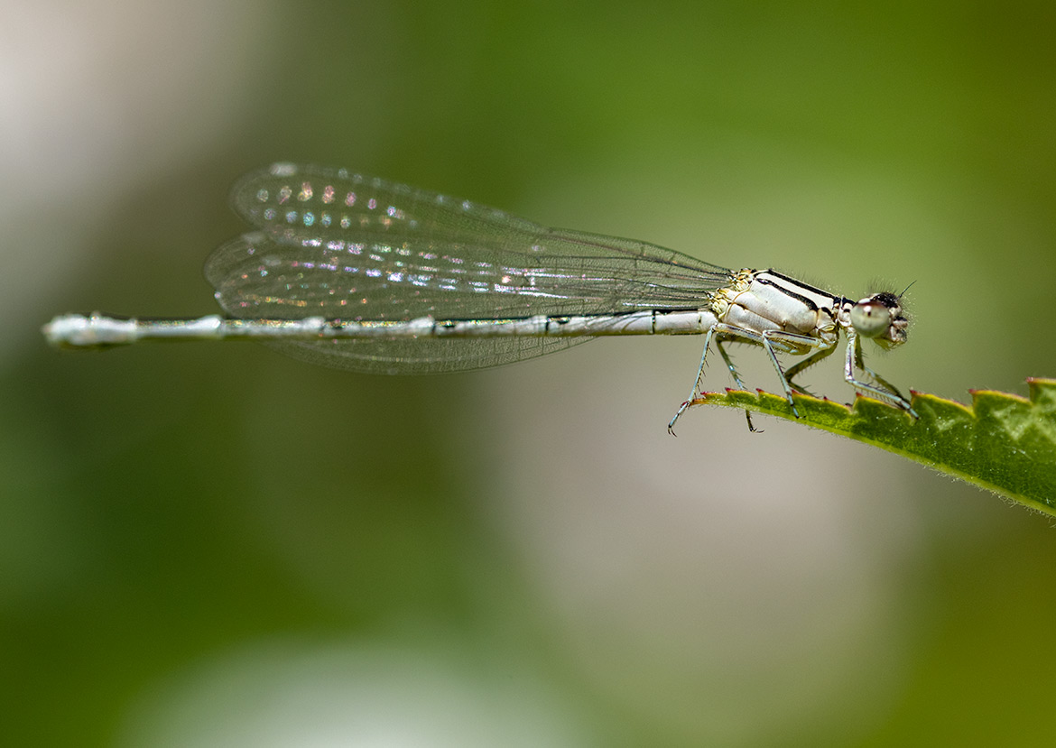 Unidentified damselfly from Koll Wetlands, Oregon—close view of thorax; ID to come