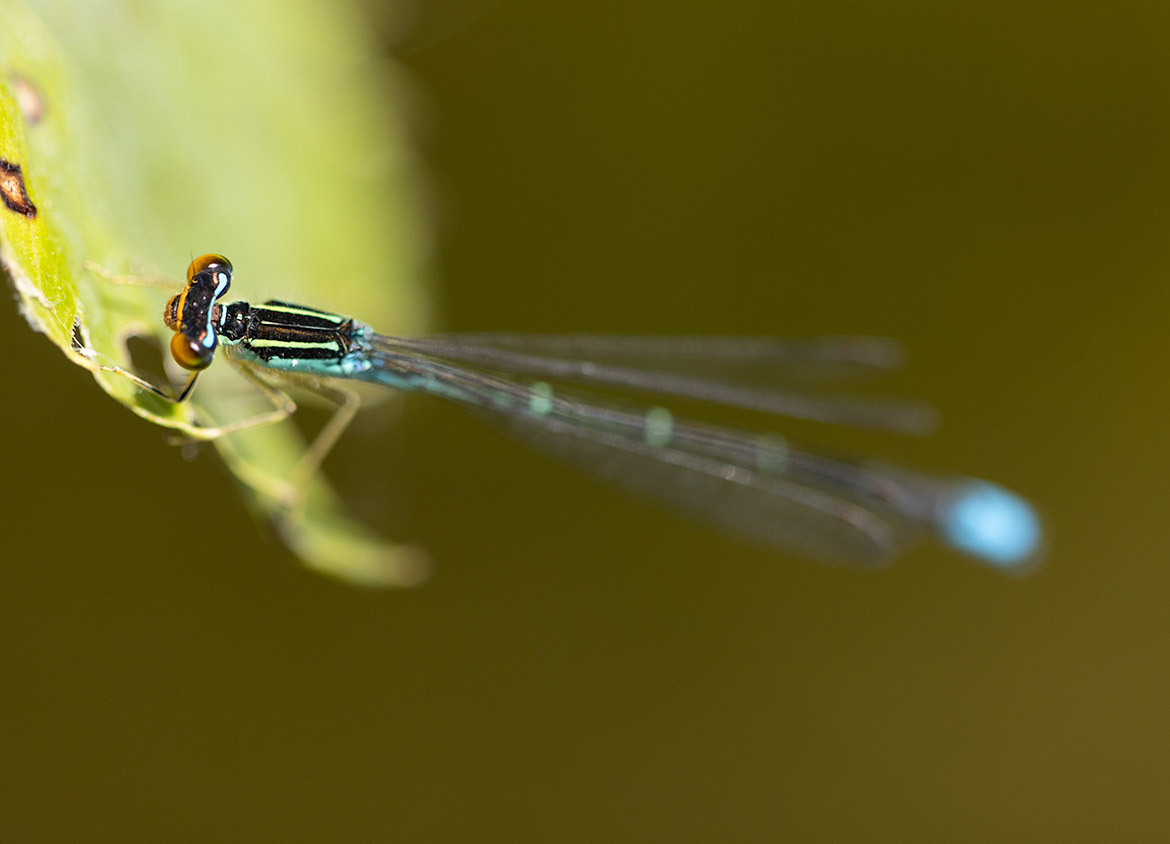 Rainbow Bluet (Enallagma antennatum) at Boyscout Island, Minnesota—colorful bluet perched on grasses