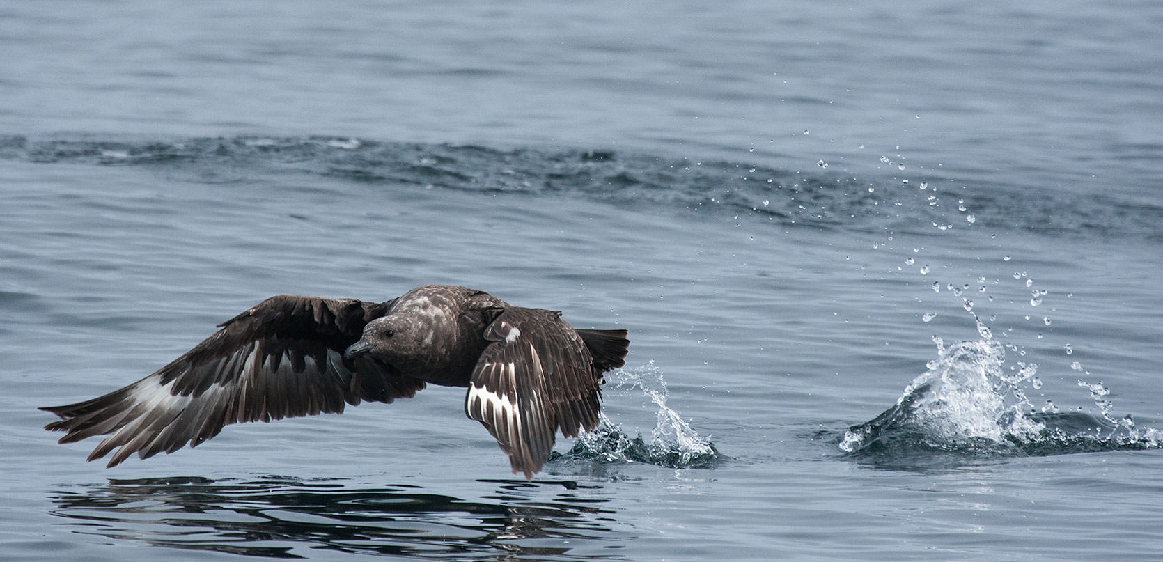 South Polar Skua