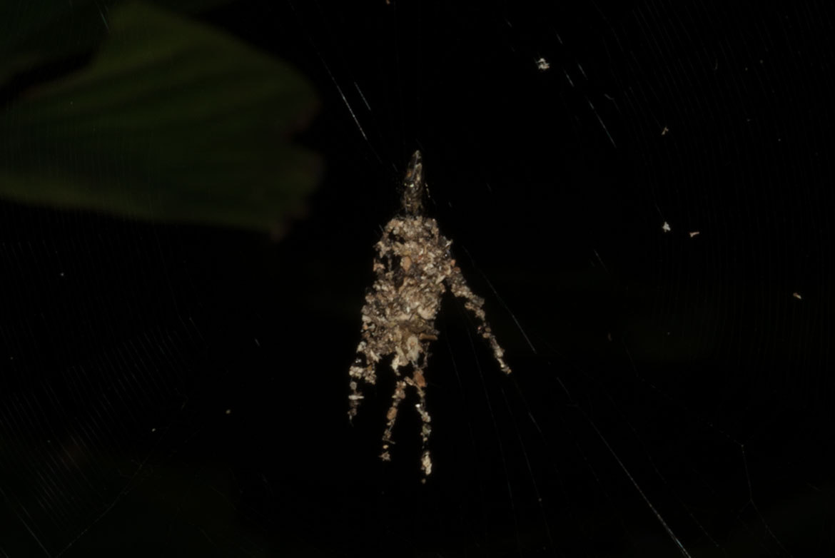 Decoy Spider (Cyclosa sp.) in Tambopata, Peru with debris line that resembles a spider