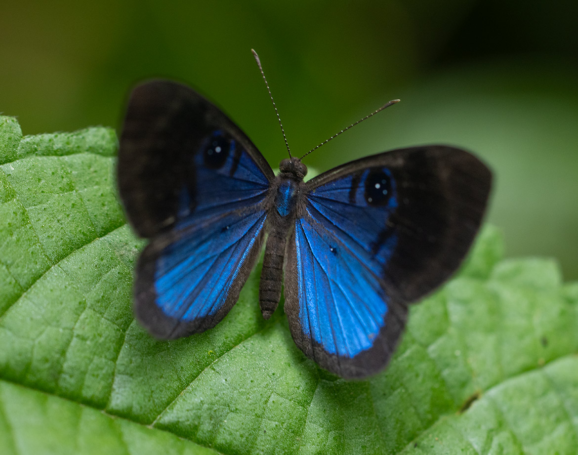 Deep-Blue Eyed-Metalmark (Mesosemia asa), Cartago Province, Costa Rica
