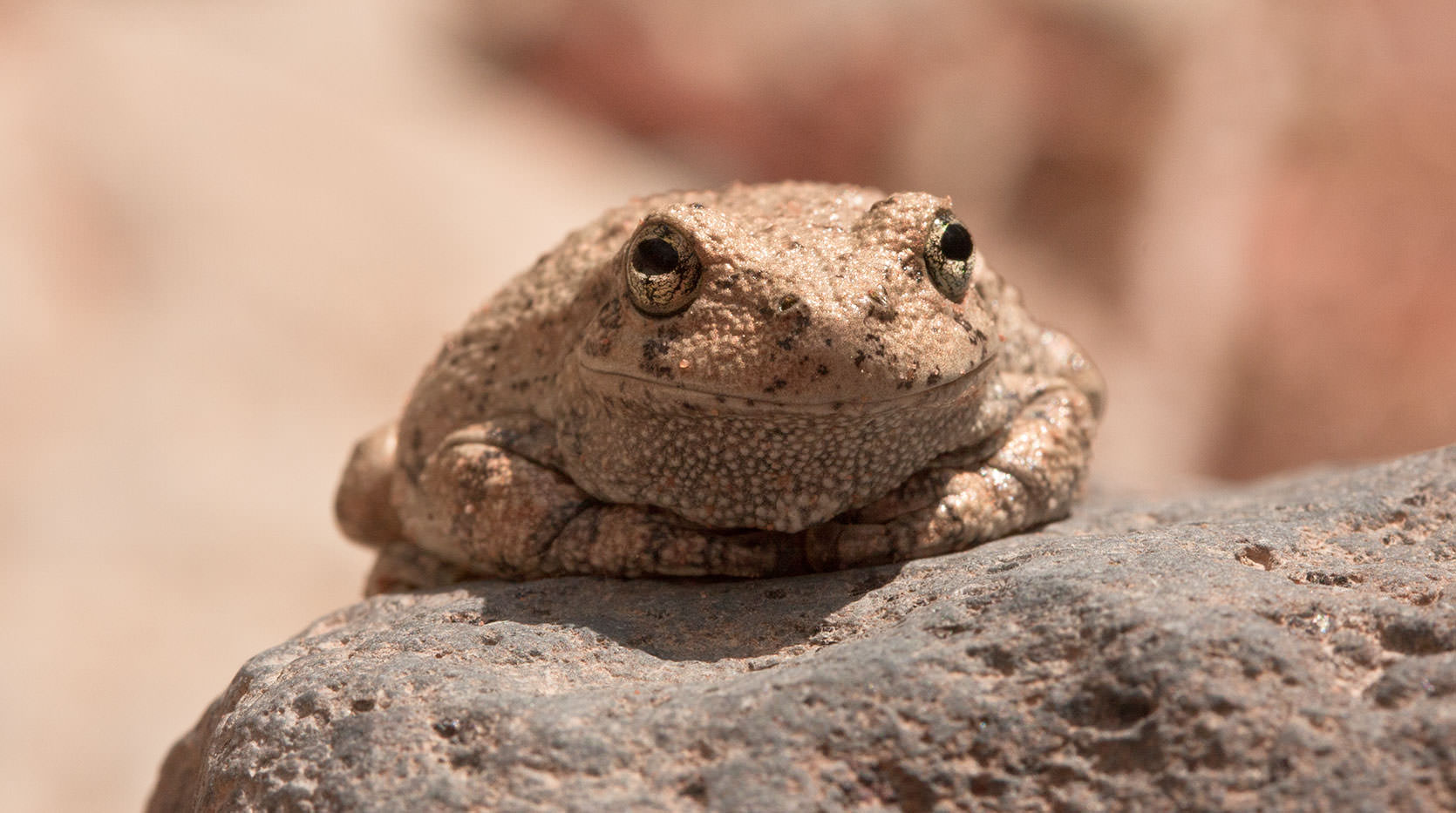 Canyon Treefrog