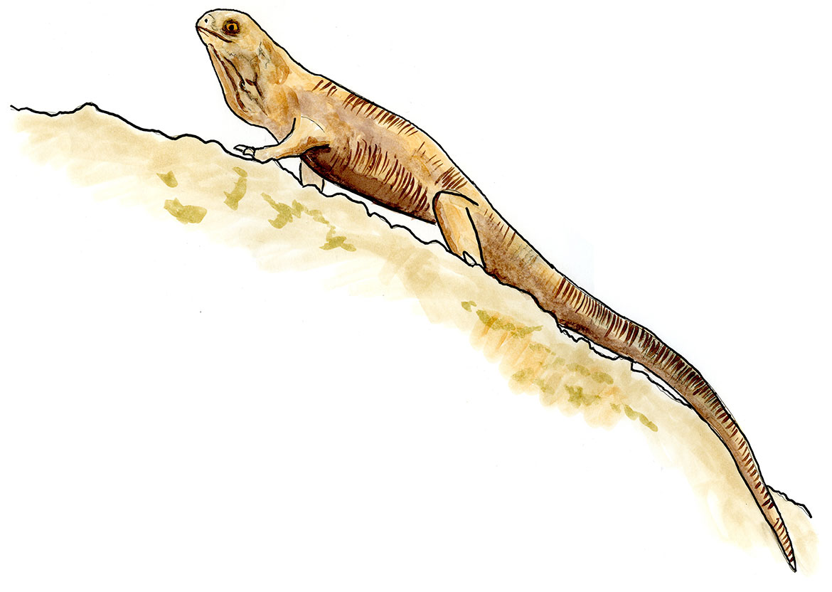 Copic and watercolor sketch of Desert Iguana (Dipsosaurus dorsalis)