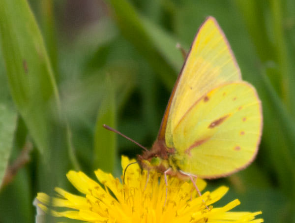 Dimera Sulphur (Colias dimera), Ecuadorian Andes