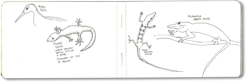 Hispaniola Green Anole Sketch