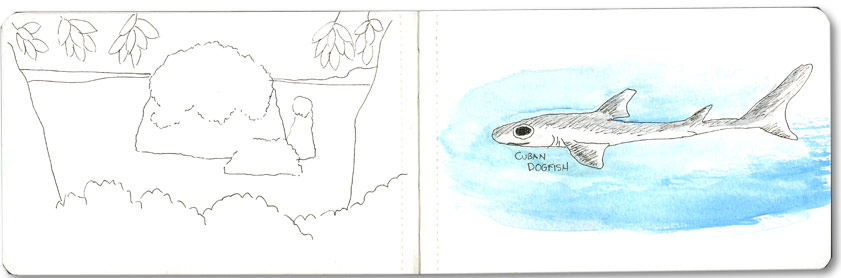 Cuban Dogfish Sketch