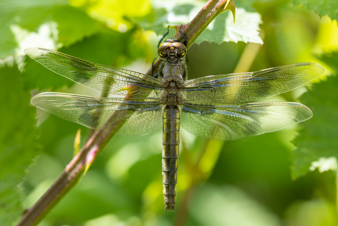 Unidentified dragonfly from Koll Wetlands, Oregon—perched skimmer awaiting confirmation